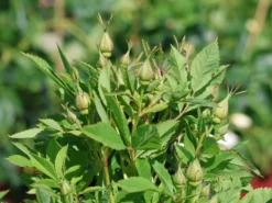 Strauchrose Rosy Boom ® 'Wildlife' 9 Strauchrose Rosy Boom ® 'Wildlife' -Deutschland Garten Funk Verkaufs-Shop strauchrose rosy boom wildlife m122257 w 0