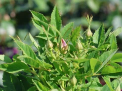 Strauchrose Rosy Boom ® 'Wildlife' 11 Strauchrose Rosy Boom ® 'Wildlife' -Deutschland Garten Funk Verkaufs-Shop strauchrose rosy boom wildlife m122257 w 1