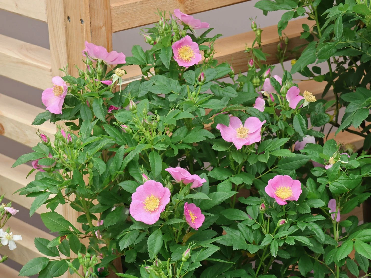 Strauchrose Rosy Boom ® 'Wildlife' 2 Strauchrose Rosy Boom ® 'Wildlife' – Bild 2