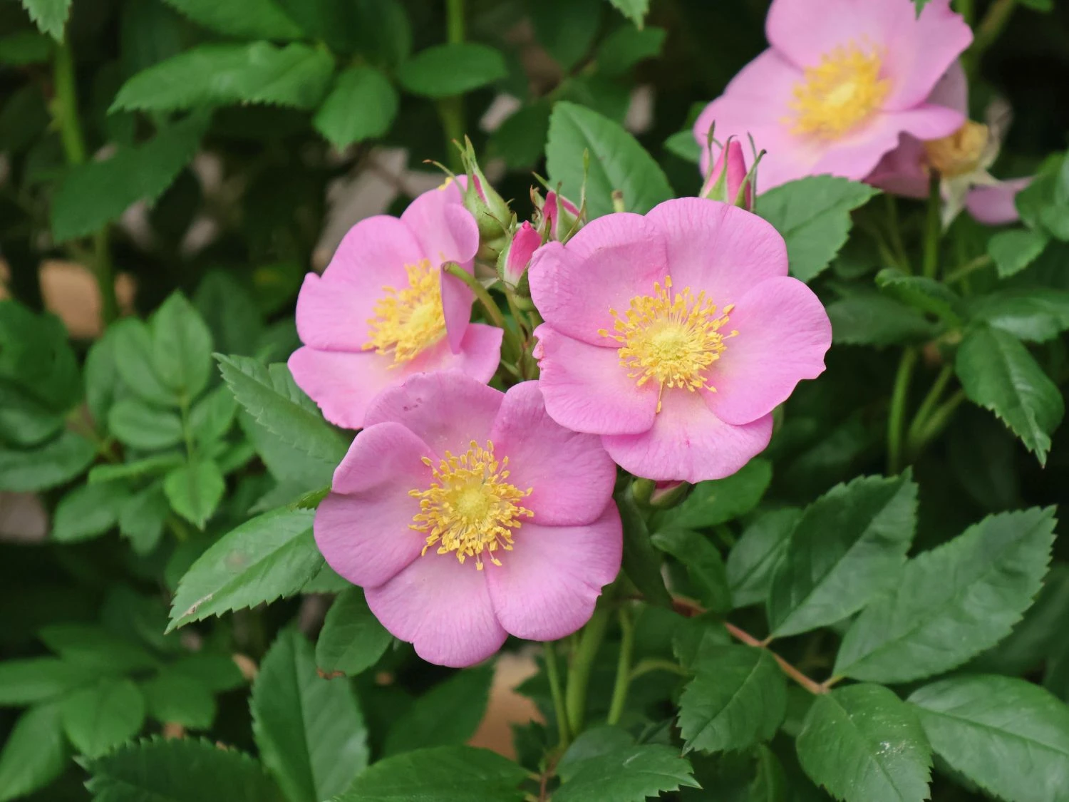 Strauchrose Rosy Boom ® 'Wildlife' 3 Strauchrose Rosy Boom ® 'Wildlife' – Bild 3