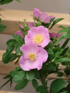 Strauchrose Rosy Boom ® 'Wildlife' 10 Strauchrose Rosy Boom ® 'Wildlife' -Deutschland Garten Funk Verkaufs-Shop strauchrose rosy boom wildlife m122257 w 4