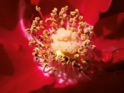 Strauchrose 'Roter Korsar' ® 27 Strauchrose 'Roter Korsar' ® -Deutschland Garten Funk Verkaufs-Shop strauchrose roter korsar m005528 506742 0