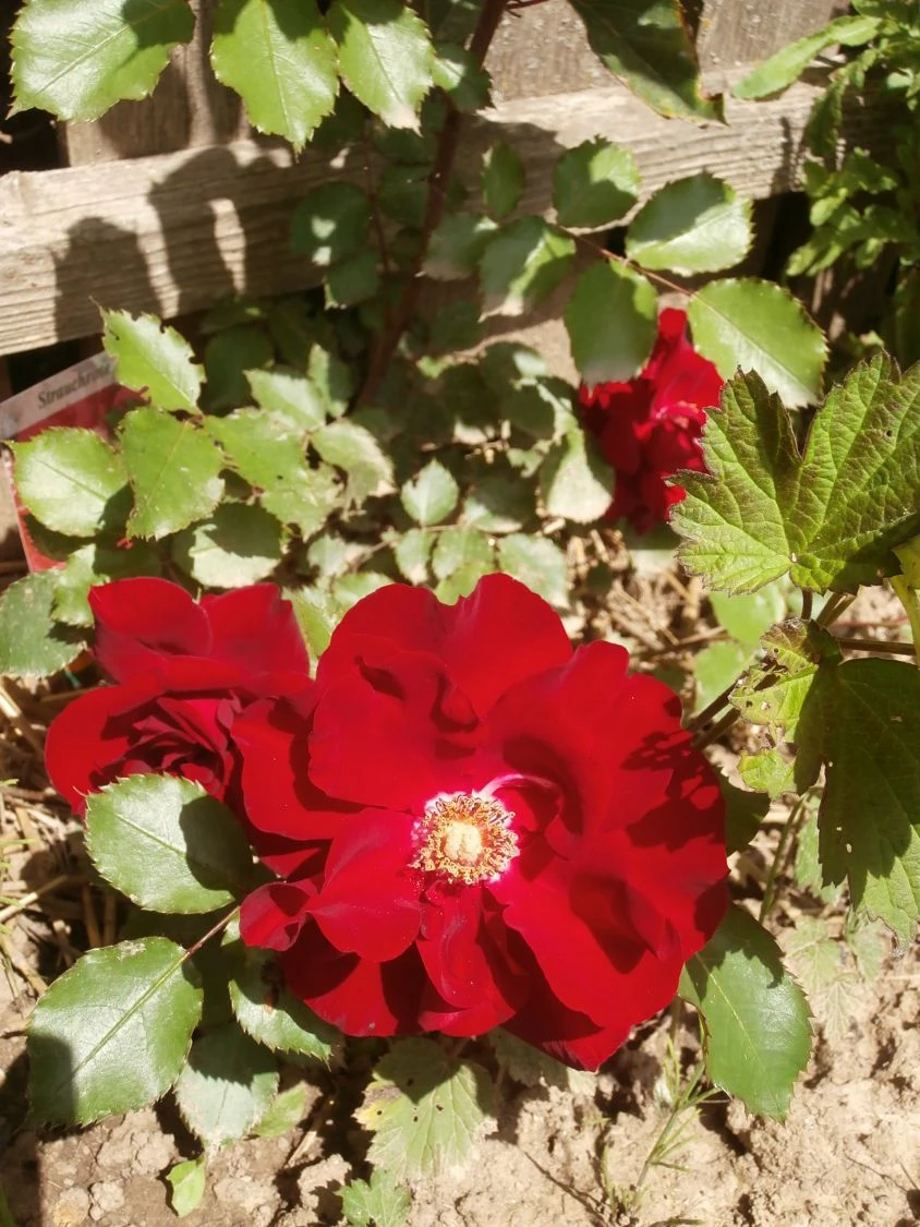 Strauchrose 'Roter Korsar' ® 13 Strauchrose 'Roter Korsar' ® – Bild 13