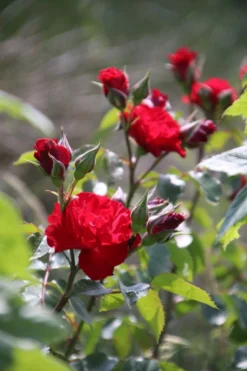 Strauchrose 'Roter Korsar' ® 25 Strauchrose 'Roter Korsar' ® -Deutschland Garten Funk Verkaufs-Shop strauchrose roter korsar m005528 506742 5