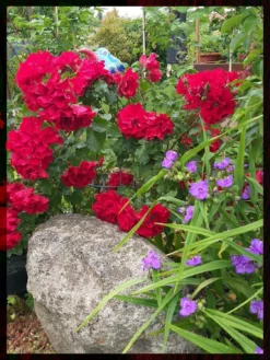 Strauchrose 'Roter Korsar' ® 24 Strauchrose 'Roter Korsar' ® -Deutschland Garten Funk Verkaufs-Shop strauchrose roter korsar m005528 738470 0