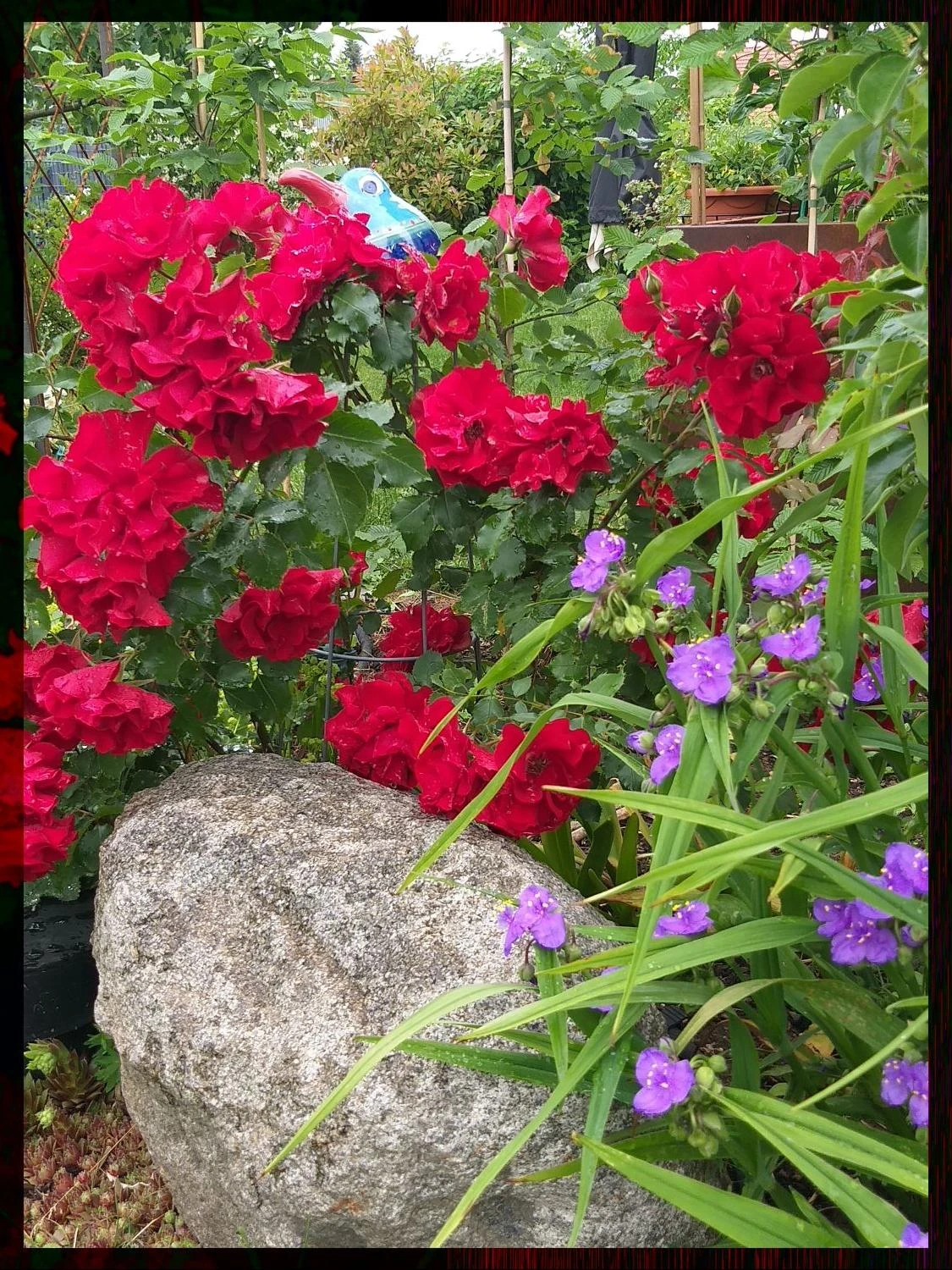 Strauchrose 'Roter Korsar' ® 11 Strauchrose 'Roter Korsar' ® – Bild 11