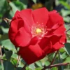 Strauchrose 'Roter Korsar' ®