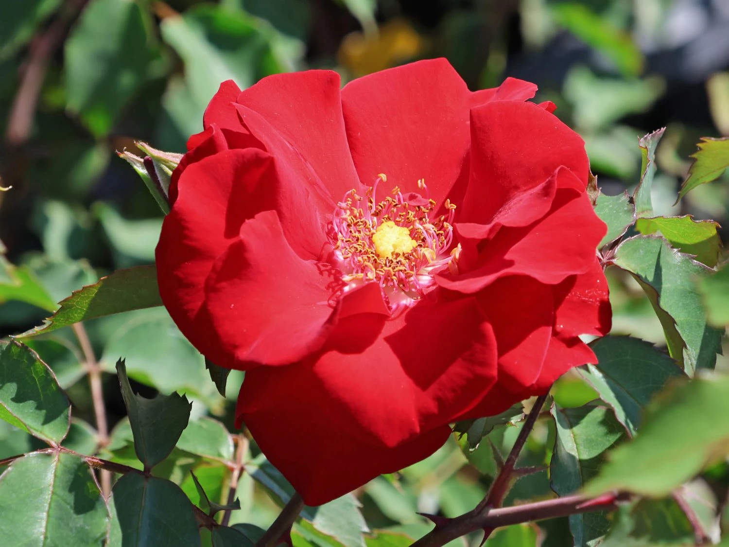 Strauchrose 'Roter Korsar' ® 1 Strauchrose 'Roter Korsar' ®