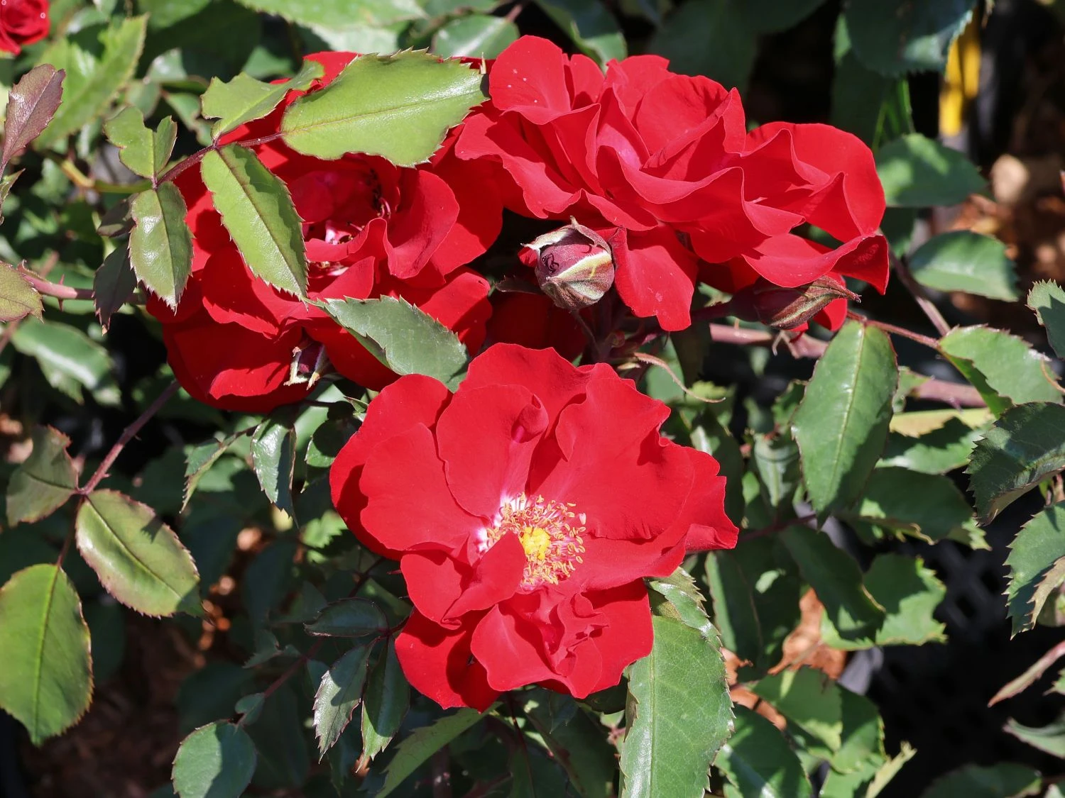 Strauchrose 'Roter Korsar' ® 5 Strauchrose 'Roter Korsar' ® – Bild 5