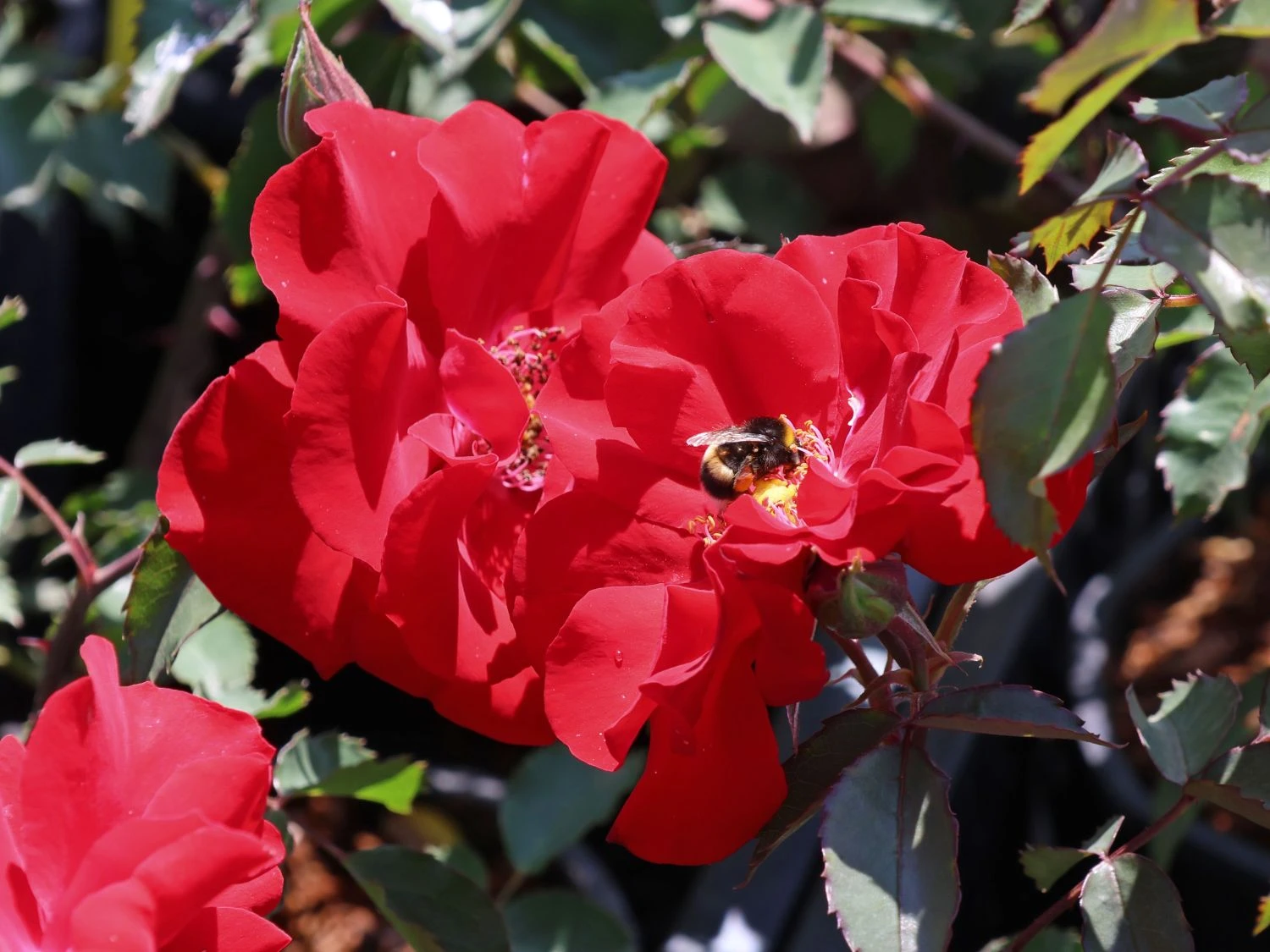 Strauchrose 'Roter Korsar' ® 2 Strauchrose 'Roter Korsar' ® – Bild 2