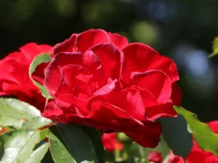 Strauchrose 'Roter Korsar' ® 20 Strauchrose 'Roter Korsar' ® -Deutschland Garten Funk Verkaufs-Shop strauchrose roter korsar m005528 w 2