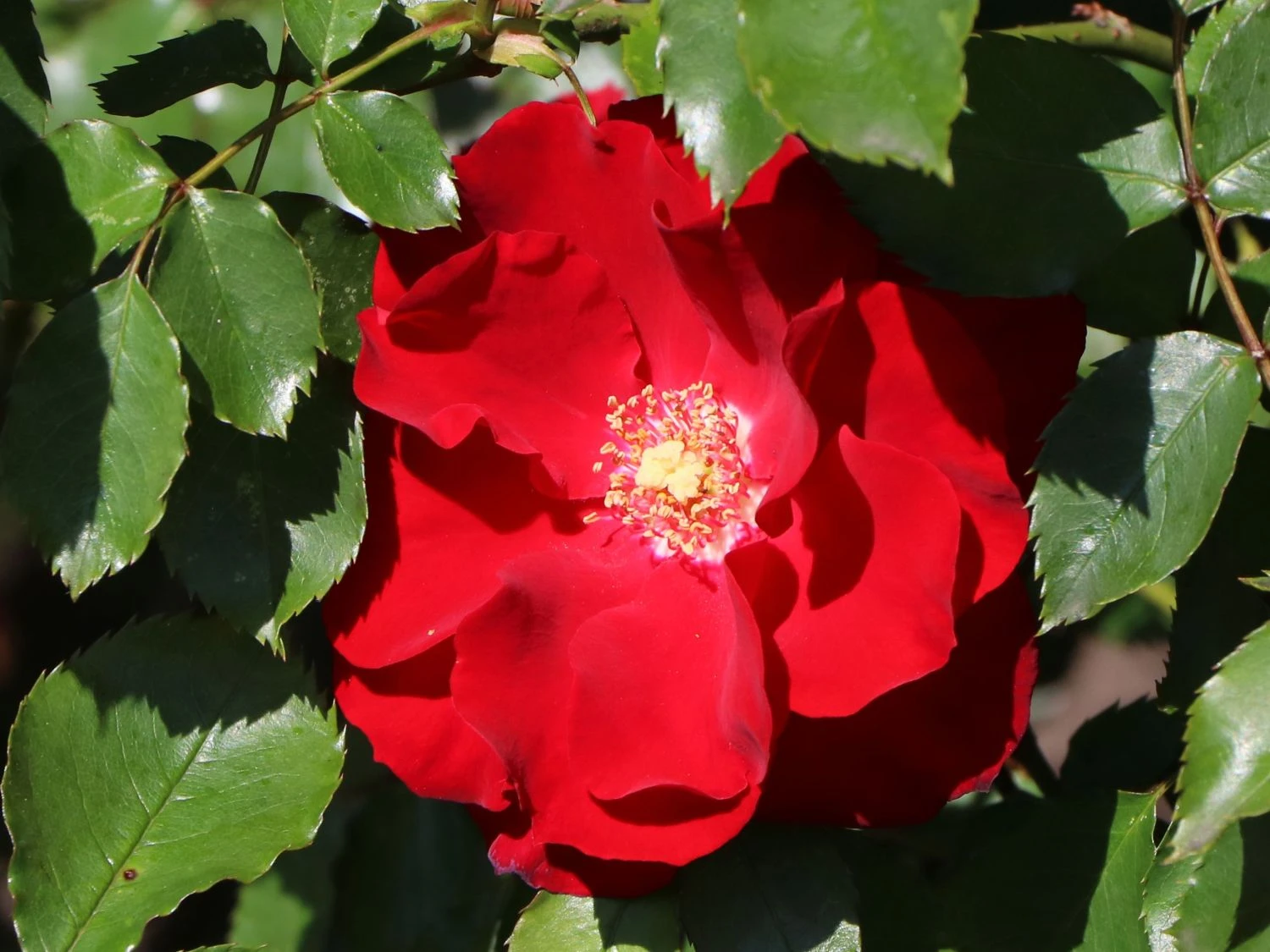 Strauchrose 'Roter Korsar' ® 6 Strauchrose 'Roter Korsar' ® – Bild 6