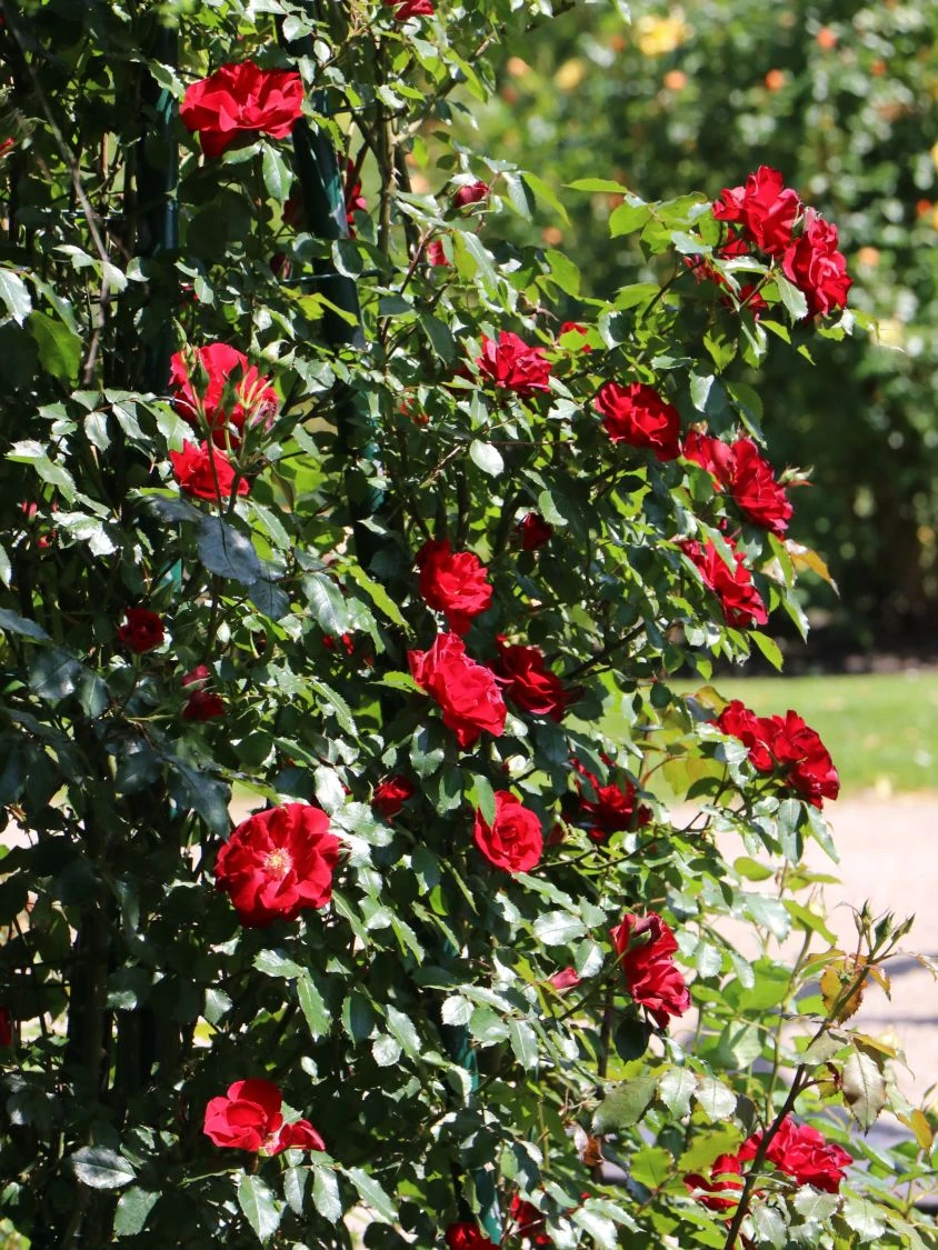 Strauchrose 'Roter Korsar' ® 8 Strauchrose 'Roter Korsar' ® – Bild 8