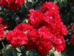 Strauchrose 'Roter Korsar' ® 22 Strauchrose 'Roter Korsar' ® -Deutschland Garten Funk Verkaufs-Shop strauchrose roter korsar m005528 w 5