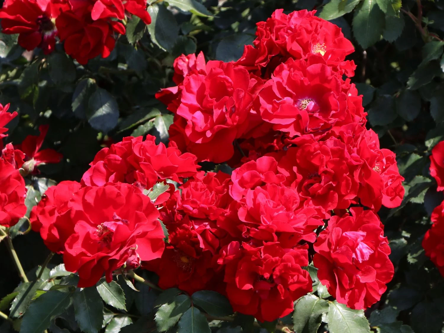 Strauchrose 'Roter Korsar' ® 9 Strauchrose 'Roter Korsar' ® – Bild 9
