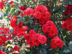 Strauchrose 'Roter Korsar' ® 23 Strauchrose 'Roter Korsar' ® -Deutschland Garten Funk Verkaufs-Shop strauchrose roter korsar m005528 w 6