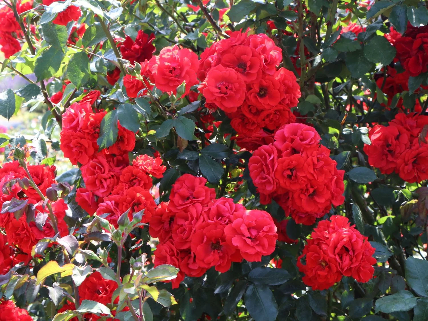 Strauchrose 'Roter Korsar' ® 10 Strauchrose 'Roter Korsar' ® – Bild 10