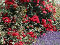 Strauchrose 'Roter Korsar' ® 17 Strauchrose 'Roter Korsar' ® -Deutschland Garten Funk Verkaufs-Shop strauchrose roter korsar m005528 w 7