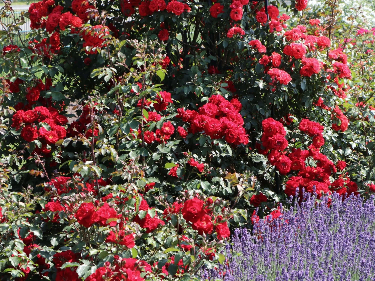 Strauchrose 'Roter Korsar' ® 4 Strauchrose 'Roter Korsar' ® – Bild 4