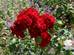 Strauchrose 'Roter Korsar' ® 16 Strauchrose 'Roter Korsar' ® -Deutschland Garten Funk Verkaufs-Shop strauchrose roter korsar m005528 w 8