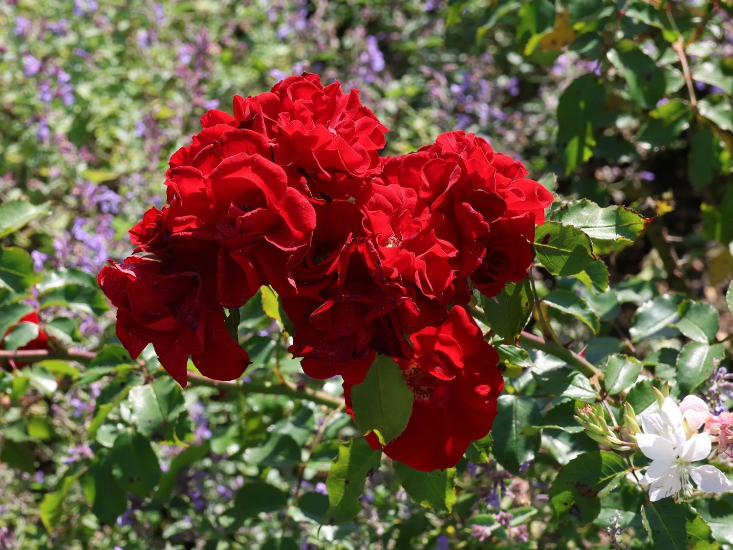 Strauchrose 'Roter Korsar' ® 3 Strauchrose 'Roter Korsar' ® – Bild 3