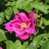 Strauchrose 'Rotes Meer'