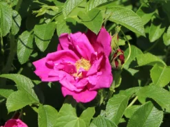 Strauchrose 'Rotes Meer'