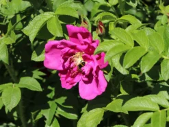 Strauchrose 'Rotes Meer' -Deutschland Garten Funk Verkaufs-Shop strauchrose rotes meer m002714 w 0