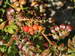 Strauchrose 'Rotes Meer' -Deutschland Garten Funk Verkaufs-Shop strauchrose rotes meer m002714 w 1