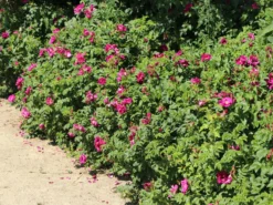 Strauchrose 'Rotes Meer' -Deutschland Garten Funk Verkaufs-Shop strauchrose rotes meer m002714 w 10