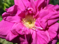 Strauchrose 'Rotes Meer' -Deutschland Garten Funk Verkaufs-Shop strauchrose rotes meer m002714 w 2