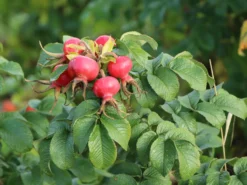 Strauchrose 'Rotes Meer' -Deutschland Garten Funk Verkaufs-Shop strauchrose rotes meer m002714 w 3