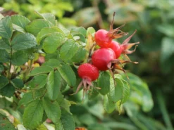 Strauchrose 'Rotes Meer' -Deutschland Garten Funk Verkaufs-Shop strauchrose rotes meer m002714 w 4