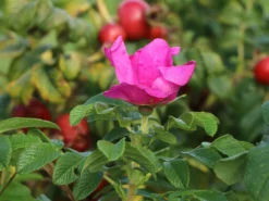 Strauchrose 'Rotes Meer' -Deutschland Garten Funk Verkaufs-Shop strauchrose rotes meer m002714 w 5