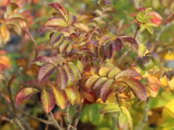 Strauchrose 'Rotes Meer' -Deutschland Garten Funk Verkaufs-Shop strauchrose rotes meer m002714 w 6