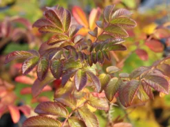 Strauchrose 'Rotes Meer' -Deutschland Garten Funk Verkaufs-Shop strauchrose rotes meer m002714 w 7