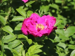 Strauchrose 'Rotes Meer' -Deutschland Garten Funk Verkaufs-Shop strauchrose rotes meer m002714 w 8