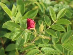 Strauchrose 'Rotes Meer' -Deutschland Garten Funk Verkaufs-Shop strauchrose rotes meer m002714 w 9