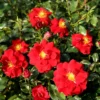 Strauchrose 'Salsa' ®