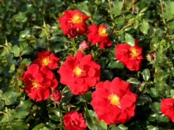 Strauchrose 'Salsa' ®