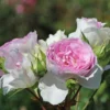 Strauchrose 'Saphir' ®