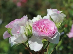 Strauchrose 'Saphir' ®