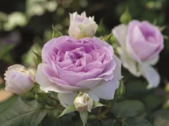 Strauchrose 'Saphir' ® -Deutschland Garten Funk Verkaufs-Shop strauchrose saphir m094385 w 0
