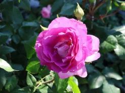 Strauchrose 'Saphir' ® -Deutschland Garten Funk Verkaufs-Shop strauchrose saphir m094385 w 1