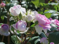 Strauchrose 'Saphir' ® -Deutschland Garten Funk Verkaufs-Shop strauchrose saphir m094385 w 2
