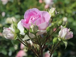 Strauchrose 'Saphir' ® -Deutschland Garten Funk Verkaufs-Shop strauchrose saphir m094385 w 3