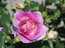 Strauchrose 'Saphir' ® -Deutschland Garten Funk Verkaufs-Shop strauchrose saphir m094385 w 4