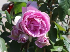 Strauchrose 'Saphir' ® -Deutschland Garten Funk Verkaufs-Shop strauchrose saphir m094385 w 5