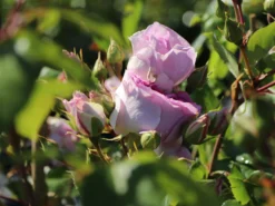 Strauchrose 'Saphir' ® -Deutschland Garten Funk Verkaufs-Shop strauchrose saphir m094385 w 7