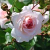 Strauchrose 'Schloss Eutin' ®